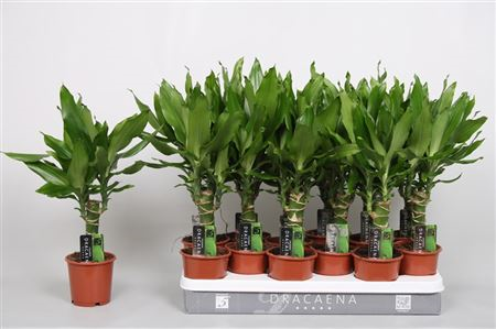 Dracaena Frag Steudneri 1 Stam