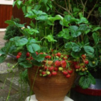 Fragaria Ove (clock)