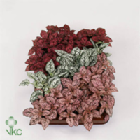Hypoestes Gemengd