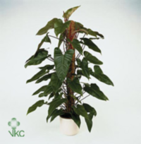 Philodendron Red Emerald Mosstok