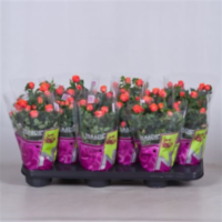 Rosa Parade Cyndi (grower)