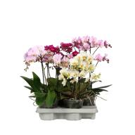 Phal A2 Flora Big Mix 15/50 - зображення_viber_2025-04-23_15-47-01-959