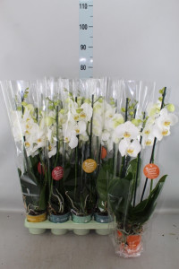 Phal A2 Flora Big Mix 15/50