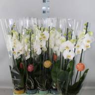 Phal A2 Flora Big Mix 15/50 - cdb971db-a27e-4d18-b25d-6cd61b83c98d