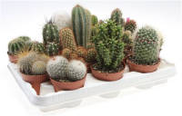 Cactus Mix Showdoos (pv8001) 08/10