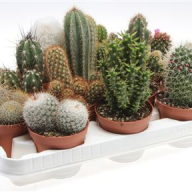 Cactus Mix Showdoos (pv8001) 08/10 - 1599.970x0