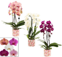 Phal 2-tak Cascade Mix + Keramiek 12/55