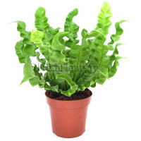Asplenium Nidus 12/30
