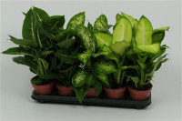 Dieffenbachia Compacta 9/30