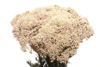 Ozothamnus Cooks Snow White