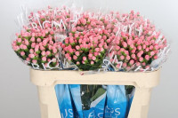 Hypericum Casino Pink X10