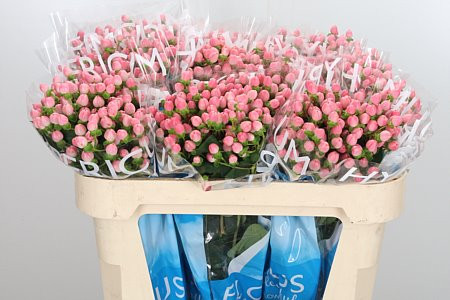 Hypericum Casino Pink X10