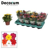 Kalanchoe Decorum Mix 8/12 - Kalanchoë Decorum Tender Mix 510