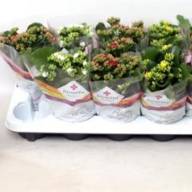 Kalanchoe Decorum Mix 8/12 - X1024045_H_1
