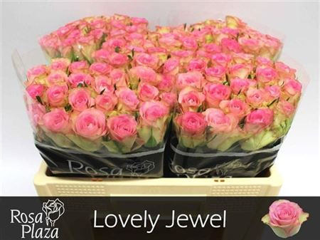 Rose Lovely Jewel 40 sm