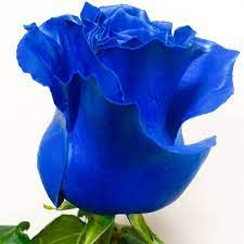 Blue mondial 60 sm Ecuador