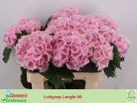 Hydr S Verena Pink 80 cm X5 Holland