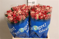 Rose Harlequin 60 sm