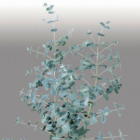 Eucalipt Cinerea Silver