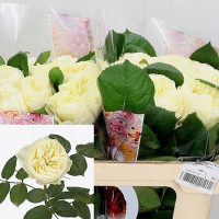 Rose Vuvuzela White 40 sm