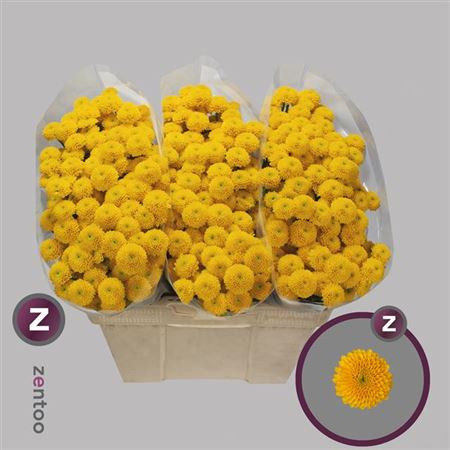 Chr Santini Aaa Aurinko X25