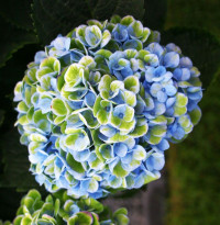 Hydr S Magic Charl Blue X5 -65cm