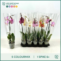 Phal A2 2-tak Van Geel Mix 12/45