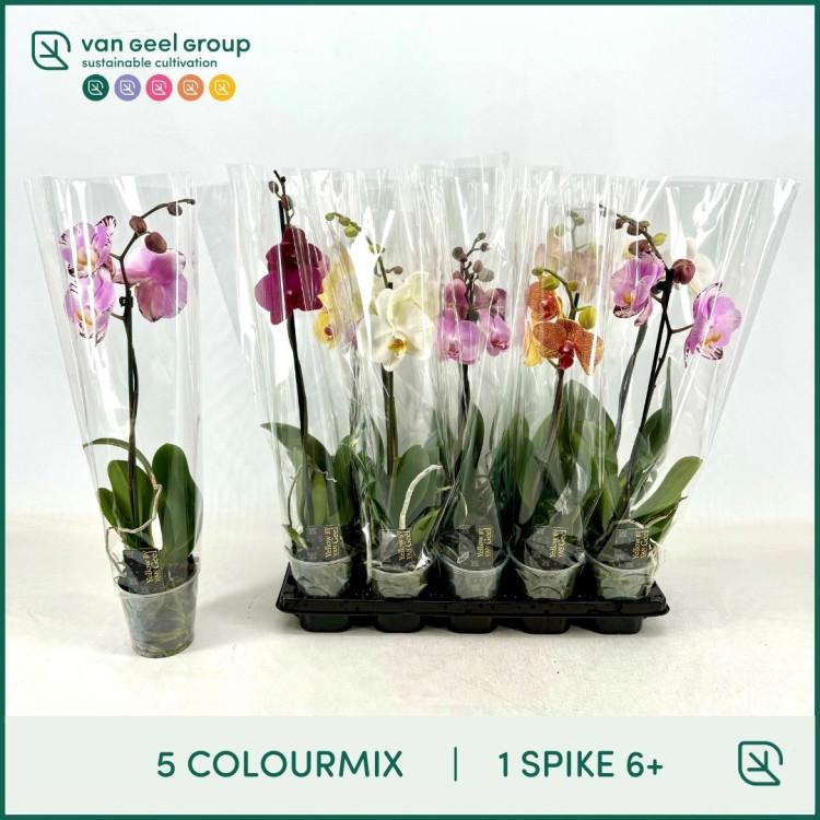 Phal A2 2-tak Van Geel Mix 12/45