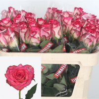 Rose Double Date 60 sm