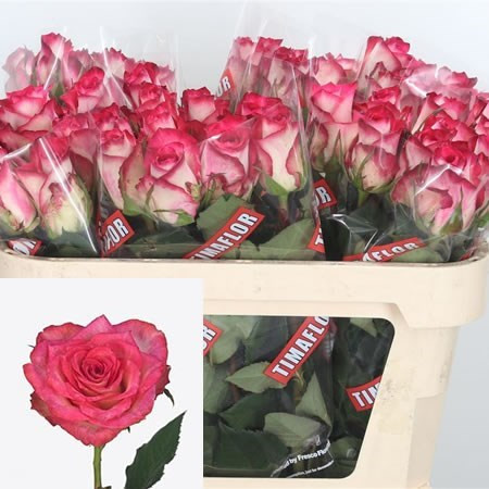 Rose Double Date 60 sm