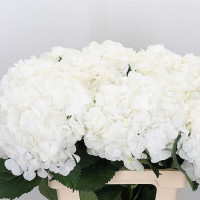 Hydr S Verena White X5 -50cm