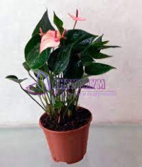 Anth Ant Pink 14/55