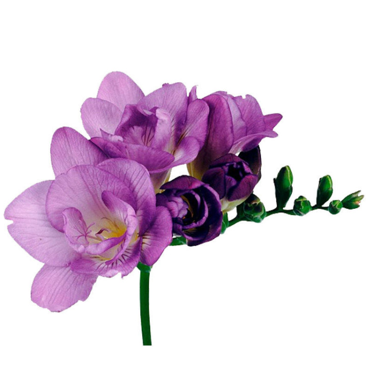 Freesia S Blue Bayoung Holland