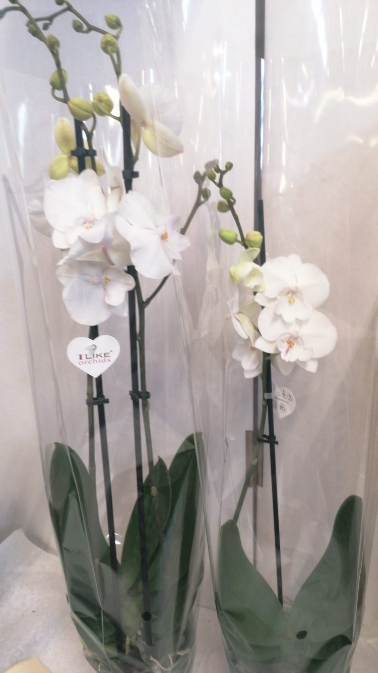 Phal 2-tak Biglip Paars Test VG 12/60