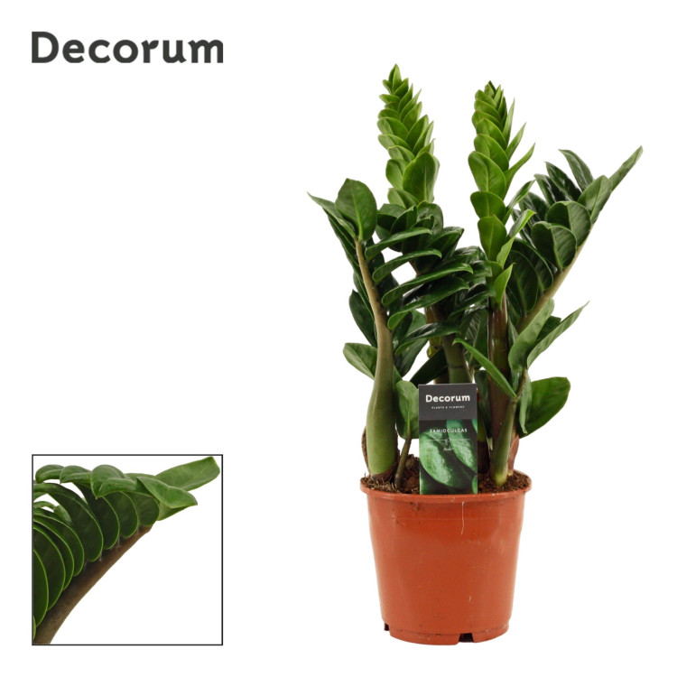 Zamioculcas Zamiifolia Zenzi 14/40