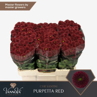 Chr Santini Aaa Purpet Red X25