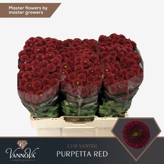 Chr Santini Aaa Purpet Red X25