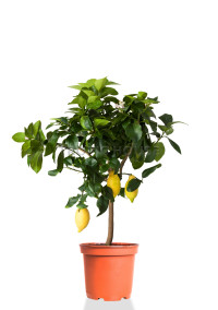Citrus Meyeri Meyer 22/70