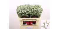 Limonium Sin China White Holland