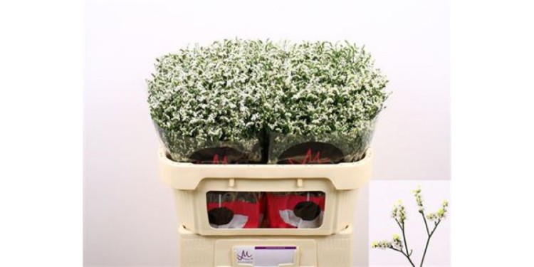 Limonium Sin China White Holland