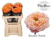 Rose Southpark 50 sm