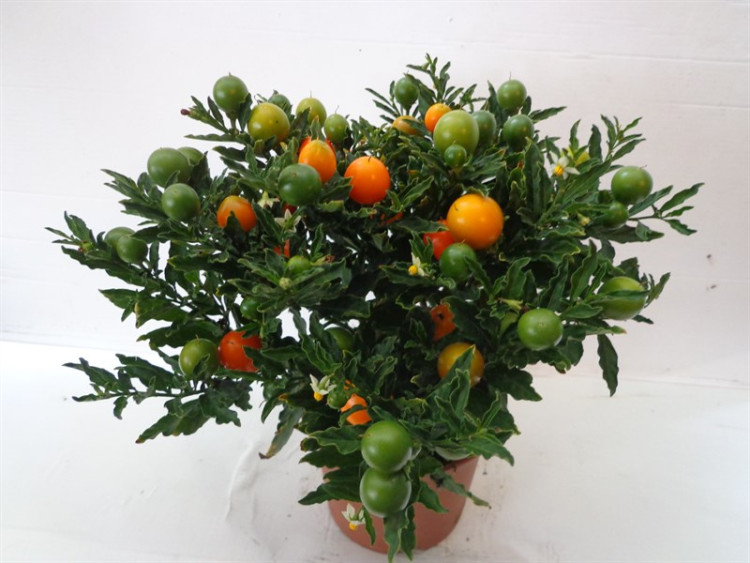 Solanum Bartoli Bes 12/30
