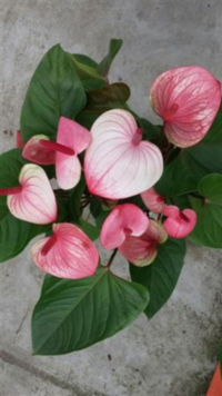 Anthu An Roze