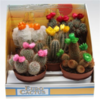 Cactus Versierd Strobloem Showdoos (140)