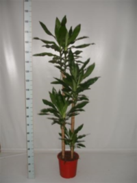 Dracaena Frag Steudneri 120/90/60/30