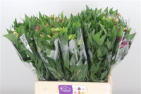 Alstromeria 60 sm Holland