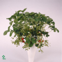 Fragaria(aardbei) Hang