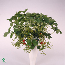 Fragaria(aardbei) Hang
