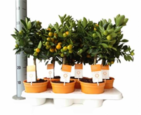 Citrofortunella Calamondin Stam 21/75