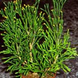Hatiora Salicornioides